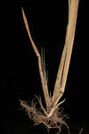 Redtop panicgrass